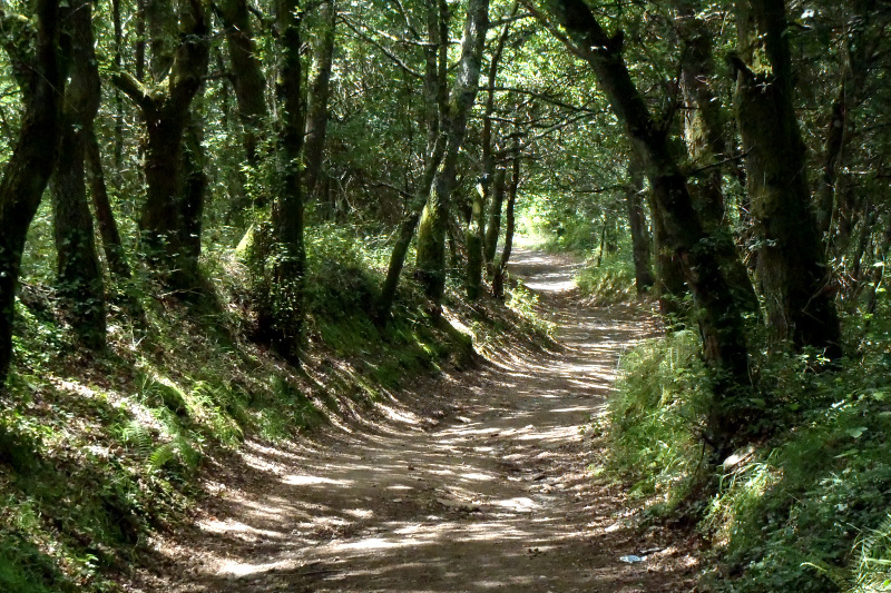 歩きやすく清々しい森林の道を行く