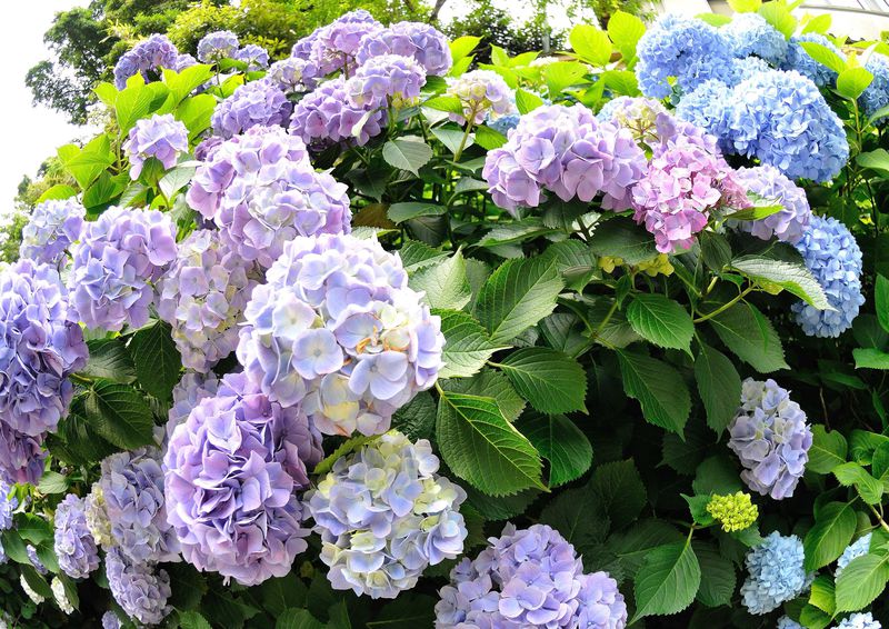 初夏の鎌倉を撮る〜歴史的遺産と紫陽花や涼しげな竹林を求めて〜