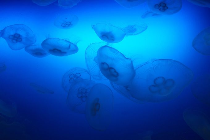 ゆるゆると舞うクラゲに癒される「新江ノ島水族館」