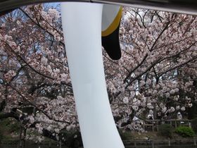 "スワンでお花見"日本さくら名所100選の一つ「井の頭恩賜公園」