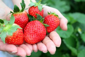 x̂J́u͂ƃoXcA[vIȖ؂ł聕C~l[VIBƃrbtF̋LTlC