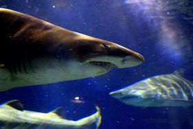 {gbvNXḰuANA[h錧فvlC6̗R̋LTlC