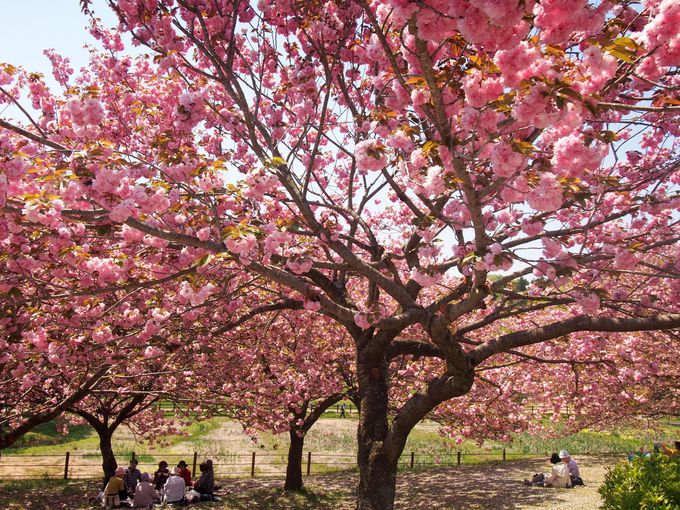 しだれ桜のトンネルは感動モノ 茨城 常陸風土記の丘 でお花見 夜桜のライトアップも 茨城県 トラベルjp 旅行ガイド