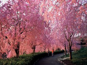 しだれ桜のトンネルは感動モノ！茨城「常陸風土記の丘」でお花見！夜桜のライトアップも！