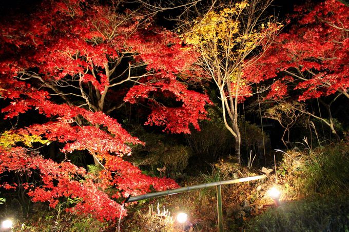 茨城のパワースポット 筑波山 紅葉は夜がお勧め 茨城県 トラベルjp 旅行ガイド