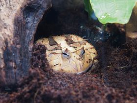 NXƏ΂u˂Ȃ̓W2vTVCقŊJÂ̋LTlC