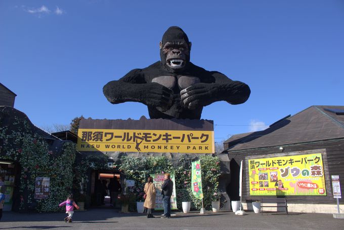 モフモフなモンキーが肩に 那須ワールドモンキーパークの魅力まとめ 栃木県 トラベルjp 旅行ガイド