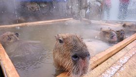 Iuߐ{ǂԂv~GV[Y̖͂̋LTlC