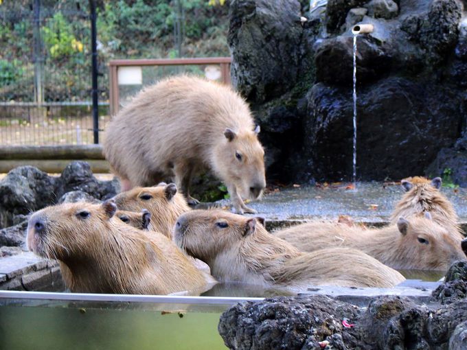 埼玉県こども動物自然公園の「カピバラ温泉」開催中！