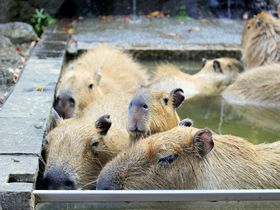 ギュウギュウで入浴中！埼玉県こども動物自然公園「カピバラ温泉」が面白い！