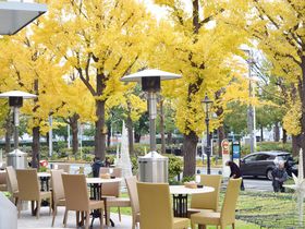 銀杏並木の見えるカフェも。秋に行きたい横浜・山下公園通りと日本大通り