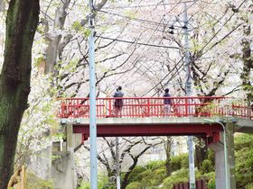 思い出すのは誰ですか？名曲の舞台、東京「桜坂」を歩く春