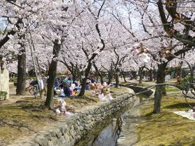 「桜祭り」でにぎわう西武庫公園＆武庫川河川敷を散策