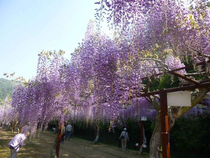 紫の雲の下を歩く 岡山 和気の藤まつり 岡山県 Lineトラベルjp 旅行ガイド