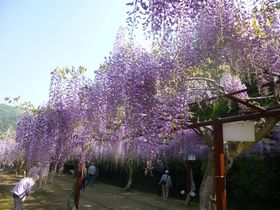 紫の雲の下を歩く〜岡山・和気の藤まつり