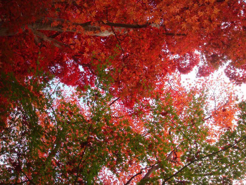 有馬温泉街、随一の紅葉スポット！秋の瑞宝寺公園を歩く。
