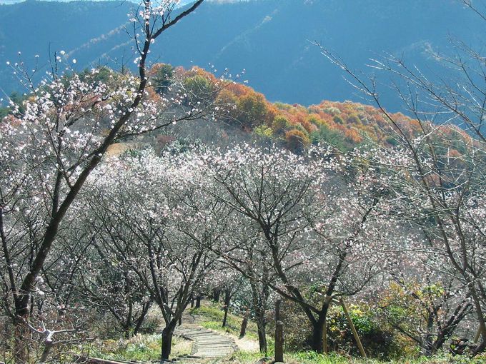 儚く あざやか 群馬 桜山公園の冬桜と紅葉 ライトアップ 群馬県 トラベルjp 旅行ガイド