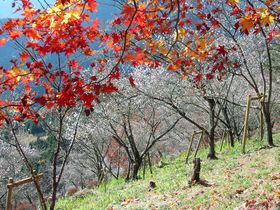 儚く、あざやか。群馬・桜山公園の冬桜と紅葉＆ライトアップ