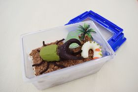 ԂƂނP[LIu܂̂܂ṽXC[cU߂Ŗʔ̋LTlC