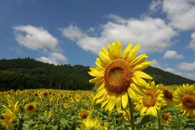 ���ɁE���p���u����Ђ܂��Ղ�v�Ɩ����O�����E�z�������Ă��ǂ�̋L���T���l�C��