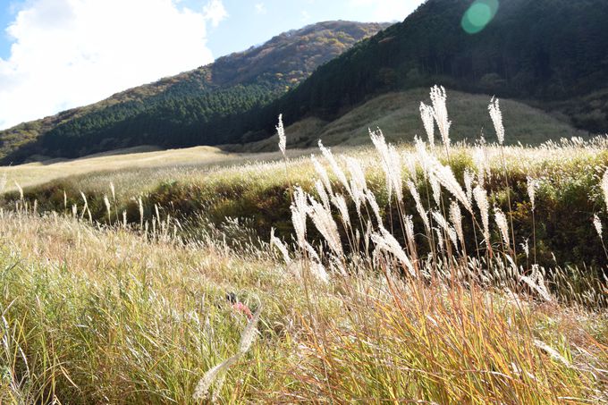 仙石原のすすき草原、見頃は10月上旬〜10月末まで
