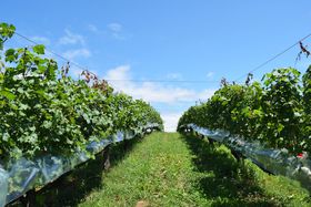 ��ɑ����u�h�E���Ƀ��C���̂���B�_�˃��C�i���[�_�ƌ����̕������̋L���T���l�C��