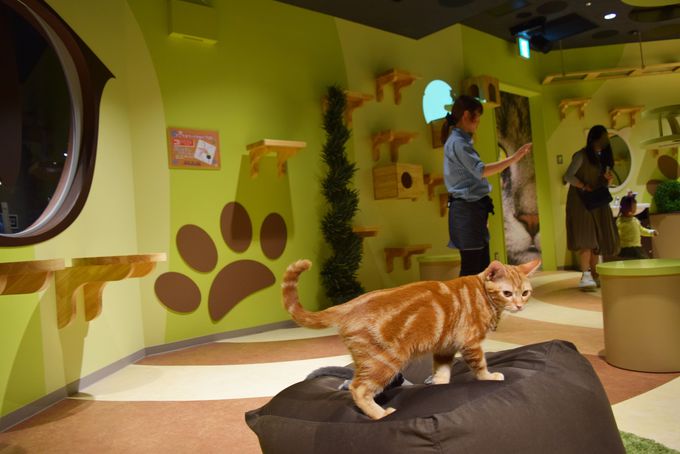 ߌ͉{݂ցIuI[rBlvŐVolC`[̌