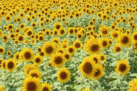 ���N�l�C�I�򕌌���_�s�̉Ă̕������u�Ђ܂�蔨�v�̋L���T���l�C��