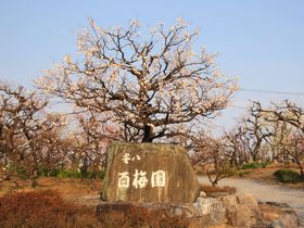 154��ނ̔~���炫�ւ�I�򕌌��u�����S�~���v�֍s�����I�̋L���T���l�C��