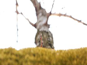 世界に一本だけのワイワイ桜！靖国神社でおススメの観賞方法