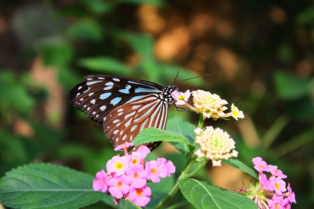 昆虫界のユートピア、華麗に1000匹超えの蝶々が舞う