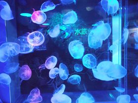 ���z�I�ȃN���Q�͕K���I���B�I�C���J�V���[�������u���Ȃ��퐅���فv�̋L���T���l�C��