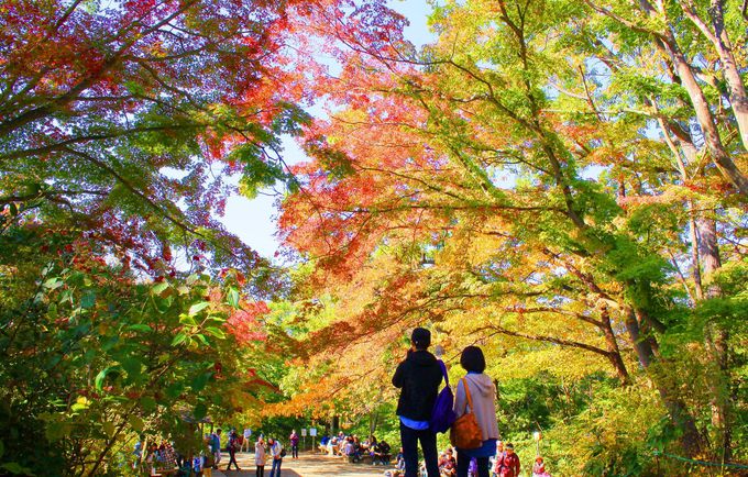 これがミシュラン選定の紅葉！高尾山の秋を楽しむ