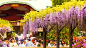 ���I�̉��i �T�˓V�_�Ђ͓V�_�l�ɉ��̎��łȂ����w��_�Ђ̋L���T���l�C��