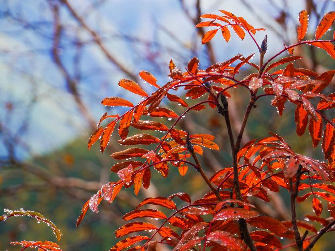 紅葉の北岳に色を添える高山植物たち