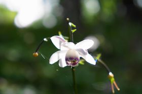 �X�̗d���E�����Q�V���E�}�̈��Q���n�I�����E��x�R�֍s�����I�̋L���T���l�C��