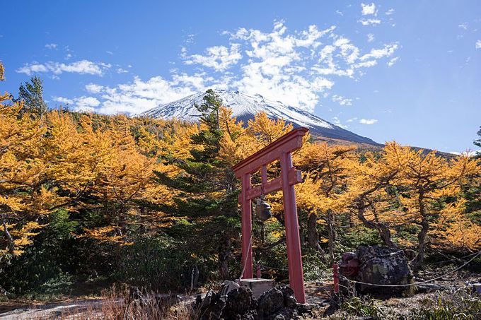 世界遺産の秋！黄金色に染まる富士山の御庭・奥庭（山梨）