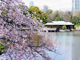 意外と穴場！？東京・浜離宮恩賜庭園で優雅に桜のお花見