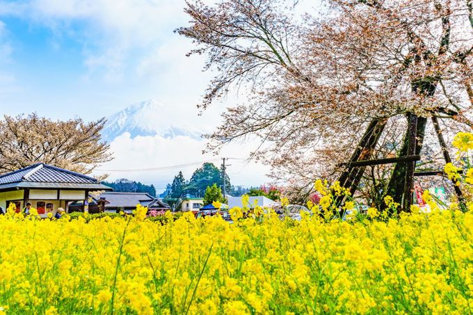 静岡県富士宮市の絶景！下馬桜・菜の花・富士山の競演