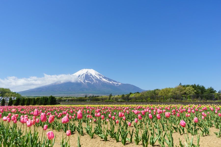 広大なお花畑と富士山が絶景！山中湖「花の都公園」の春夏秋冬
