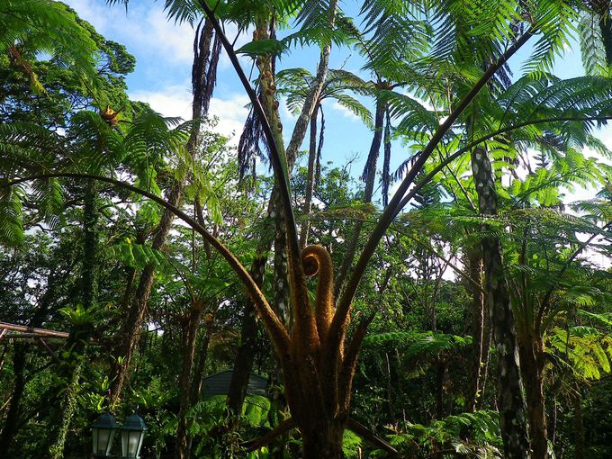 最安 元気な日陰ヘゴ 新芽も有ります。 植物/観葉植物 - siga.helicol 