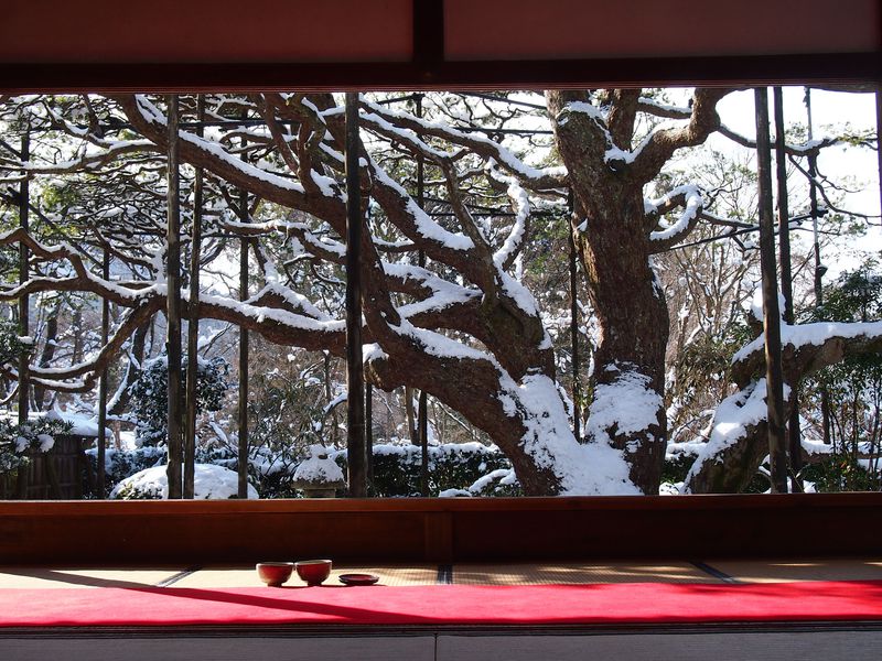 雪に咲く桜、白雪の額縁庭園 京都、大原の美しい銀世界を訪ねて