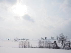 美瑛の冬、北の大地の絶景！パッチワークの路のお散歩旅