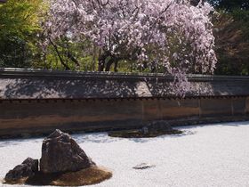 ���s�̘H�ʓd�ԁu���d�v�ŏ���I�t�̉Ԃ̖����Ɛ��E��Y�̋L���T���l�C��