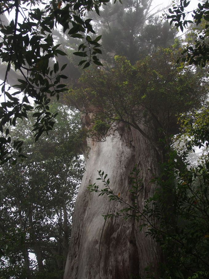 森の巨人１００選！白谷雲水峡の「弥生杉」