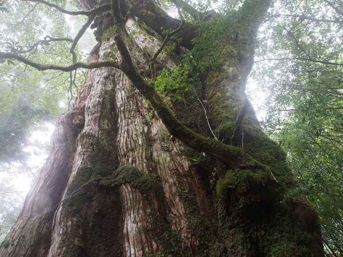 屋久島に長寿の杉が育つ理由