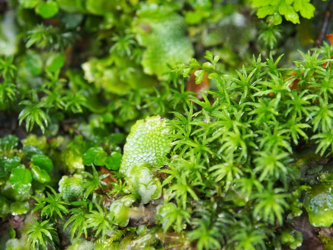 屋久島の自然が育てた豊かな苔の世界