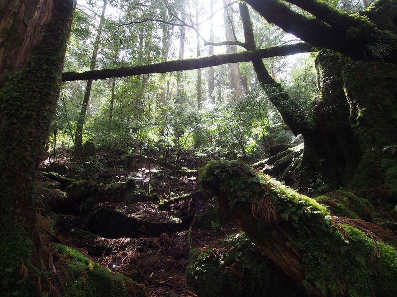 世界遺産・屋久島の「ヤクスギランド」は屋久杉＆苔がいっぱい！