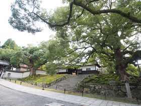 大樹の名庭園！京都・東山の青蓮院門跡