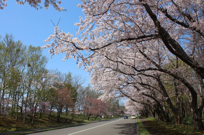 桜の道をスローなスピードで巡ってみよう！